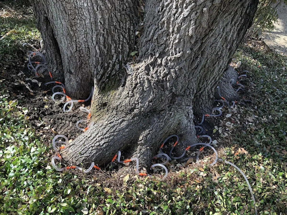 Detailed Tree Cabling and Bracing job site in Preemption