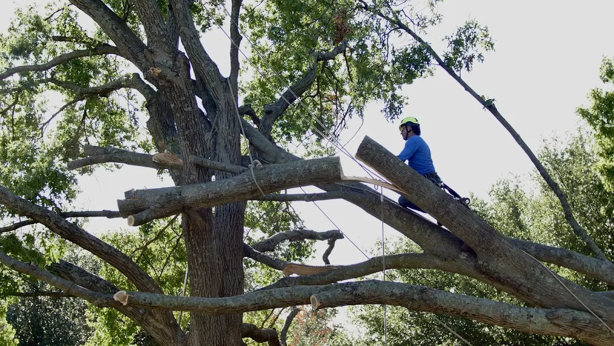 Professional Crown Thinning performed by certified arborists in Preemption