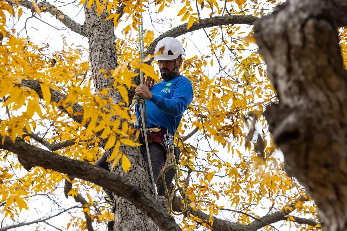 Skilled Tree Trimming crew working in Preemption